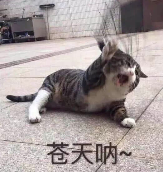 抓狂猫咪仰天长啸：苍天呐~