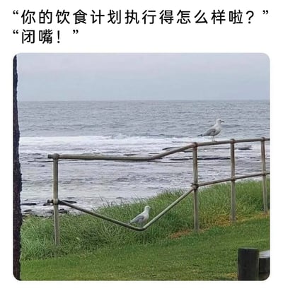 这是一张贴合生活的搞笑梗图，上方配有两段对话文字，分别是提问者的“你的饮食计划执行得怎么样啦？”和被问者的“闭嘴！”。图片主体是海边户外场景，前景是草地与金属栏杆，背景是翻涌着海浪的海面。两只海鸥分别处于不同位置：一只姿态正常地站在栏杆顶部，另一只位于下方栏杆的弯折结构中，栏杆的造型巧合地让这只海鸥看起来像是因为发胖而被栏杆卡住，完美拟人化了那些减肥、控制饮食计划失败，被戳中痛处后恼羞成怒的人的状态，用幽默的方式调侃了减肥过程中的尴尬与烦躁，容易引发有类似经历的网友共鸣。