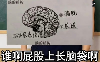图片中展示了一张手绘的脑结构示意图，却被恶搞式地标注了错误的人体器官名称：大脑右侧标注“③ 膀胱”“④ 尿道”，下方标注“⑤ 泌尿系统”。图片底部配有醒目文字“谁啊屁股上长脑袋啊”，通过将脑结构调侃为“屁股”，并错误关联泌尿系统器官，形成强烈的医学常识反差幽默。背景中可见有人手持该图纸，疑似在课堂或演示场景中展示，增强了恶搞内容的场景代入感。