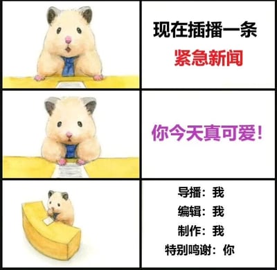 这是一张三行两列的连环漫画，左侧为卡通仓鼠主播的三个场景：第一格仓鼠戴着蓝色领带坐在黄色桌子后，面前有稿件；第二格仓鼠身体前倾，表情专注；第三格仓鼠坐在奶酪形状的黄色桌子上继续播报。右侧对应文字依次为：“现在插播一条紧急新闻”（其中“紧急新闻”为红色）、紫色文字“你今天真可爱！”、以及黑色文字“导播：我 编辑：我 制作：我 特别鸣谢：你”。整体通过拟人化的仓鼠主播播报“紧急新闻”的形式，传递出对观看者的可爱夸赞，风格温馨治愈。
