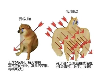 这是一张左右对比的静态图文混排图，以柴犬的形象夸张呈现年轻人从学生到社会人的心态与状态变化。左侧是标注为“我(以前)”的普通柴犬，身上仅插着一支箭，眼角挂着泪水，配文“上学好烦啊，每天都有写不完的作业，真是活受罪。(学习压力)”，精准还原学生时期被学业压力困扰、脆弱委屈的状态；右侧是被P成肌肉形态的“我(现状)”柴犬，身上密密麻麻插满了箭，同样挂着泪水，配文“死了没？没死就继续活着。(社会毒打、分手、没钱)”，用满身伤痕却硬扛的夸张画面，调侃步入社会后，人们面对职场、情感、经济等多重压力时，麻木又被迫坚韧的心态，通过强烈的反差感引发当代年轻人的情绪共鸣。