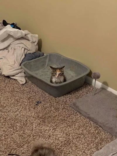 一只棕白相间的小奶猫正坐在灰色猫砂盆里，圆圆的眼睛瞪得溜圆，表情看起来既惊讶又无辜。猫砂盆放在铺着米色地毯的房间角落，旁边堆着一堆凌乱的灰色和白色毯子，地上还散落着一个带毛球的猫玩具。小奶猫的身体大部分埋在猫砂中，只露出小脑袋和前爪，仿佛刚发现自己身处'意外之地'，萌态十足。