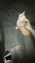 这是一段动态GIF，画面中一只橘白相间的小猫站在潮湿的地面上，一只人手抓住小猫的身体将它整个翻转了一圈，最后小猫回到地面，看起来有些懵态，整个过程是主人和小猫的趣味互动，充满了治愈感与可爱氛围。