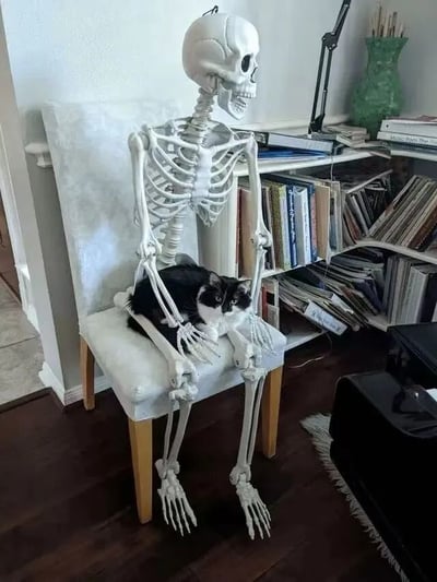 一张充满反差萌的居家照片：白色骷髅骨架道具端坐在木椅上，双腿自然分开，双手轻轻“环住”趴在腿上的黑白相间猫咪。猫咪神态放松，尾巴随意搭在骷髅的骨头上，背景是堆满书籍的书架、黑色台灯和绿色花瓶，木地板与白墙营造出温馨的书房氛围。骷髅的冰冷骨架与猫咪的柔软可爱形成强烈对比，既有点诡异又莫名治愈。