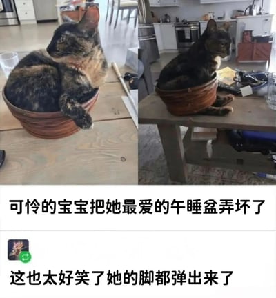 这是一张左右对比的宠物搞笑梗图，左侧显示一只玳瑁猫舒适地蜷缩在棕色编织篮子里午睡，右侧则是同一个篮子破损后，猫咪的腿从破洞中伸出来的滑稽场景。图片下方配有文字描述："可怜的宝宝把她最爱的午睡盆弄坏了"和"这也太好笑了她的脚都弹出来了"，通过前后对比展现了猫咪因篮子破损而陷入的尴尬又可爱的处境。