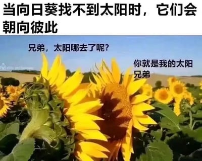 这是一张文字加注的静态P图改编作品，画面主体是一片向日葵花田，前景中有两朵向日葵面对面朝向彼此。图片上方配有文字“当向日葵找不到太阳时，它们会朝向彼此”，左侧向日葵被配上文字“兄弟，太阳哪去了呢？”，右侧向日葵的配文是“你就是我的太阳 兄弟”。这张图通过将向日葵拟人化，把原本向阳生长的植物赋予人类的友情情感，用温暖的互动传递出朋友之间可以成为彼此依靠的治愈感，属于趣味网络梗图，没有双关或谐音梗，整体氛围温馨治愈。