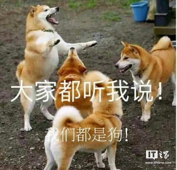 柴犬开会名场面：大家都听我说！我们都是狗！