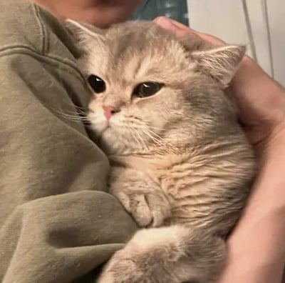 这是一张原始拍摄的静态单图，画面主体是一只浅棕色的短毛猫咪，它被人抱在怀中，猫咪的眼睛大而湿润，眼神流露出低落与委屈，耳朵微微向两侧耷拉，前爪蜷缩在胸前，身体紧紧依偎着抱着它的人，显得十分依赖和脆弱。抱着猫咪的人仅露出部分穿着灰绿色上衣的胸口和一只手，手轻轻放在猫咪的头部附近，动作轻柔，似乎正在安抚情绪不佳的猫咪。整体画面氛围温馨又带着些许心疼，传递出人与宠物之间的温暖羁绊，展现了猫咪脆弱时寻求主人安抚的瞬间。