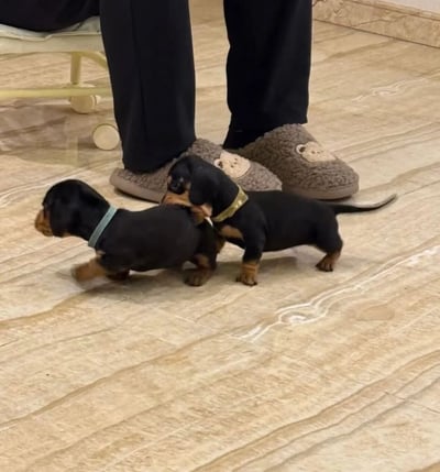 室内场景中，两只戴着不同颜色项圈（一只蓝色、一只金色）的小腊肠犬幼犬正站在一位穿着黑色裤子和棕色熊图案拖鞋的主人脚边。地面是浅色花纹瓷砖，背景可见带滚轮的浅色椅子，整体氛围温馨可爱，展现了宠物与主人的日常互动瞬间。