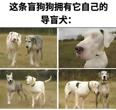 图片上方配有文字“这条盲狗狗拥有它自己的导盲犬：”，下方由四张照片拼接而成。左上照片中，一只白色狗狗牵引着另一只毛发灰白的狗狗在草地上行走；右上为白色狗狗的面部特写，眼神温和；左下两只狗狗在土路上奔跑，白色狗狗在前引导；右下两只狗狗并肩站立，亲密依偎。整体展现了盲狗狗与它的“导盲犬”同伴之间相互陪伴、温馨互动的场景，传递出动物间的友爱与温暖。