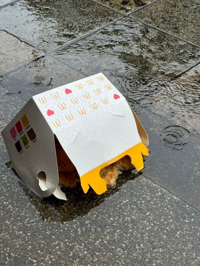 在雨天的积水地砖上，麦当劳的炸鸡包装盒被摆放成了小房子的模样，盒内的炸鸡部分露在外面，仿佛正躲在这个临时的'小窝'里躲避雨水。雨水打湿了包装盒，地面的积水和雨圈为这个场景增添了真实感，用拟人化的创意拍摄，赋予了普通的食物包装盒和炸鸡生动的情境，既可爱又带着一丝让人心疼的氛围。