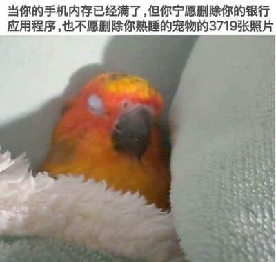 这张梗图展示了一只色彩鲜艳的鹦鹉正蜷缩在缝隙中熟睡，眼睛半闭，神态慵懒。上方配文精准戳中养宠人群的心态：「当你的手机内存已经满了，但你宁愿删除你的银行应用程序，也不愿删除你熟睡的宠物的3719张照片」，生动体现了宠物在主人心中的超高优先级，真实又暖心，引发养宠人的强烈共鸣。
无谐音梗、双关或暗示类内容。
