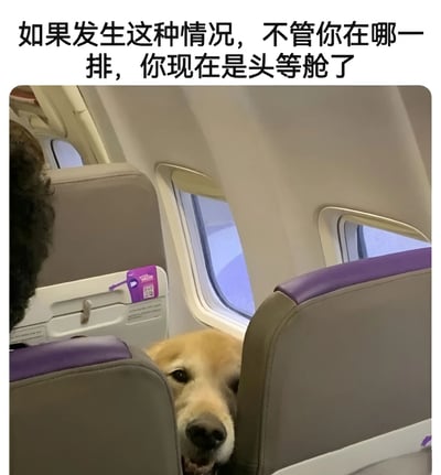 图片展示了一只金毛犬在飞机客舱内，从两个座位之间探出头来的可爱场景。狗狗表情温和，似乎对周围环境充满好奇。图片上方配有文字：'如果发生这种情况，不管你在哪一排，你现在是头等舱了'，幽默地表达了遇到可爱狗狗会让旅途体验大幅提升的想法。