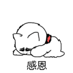 低头感恩的小白猫