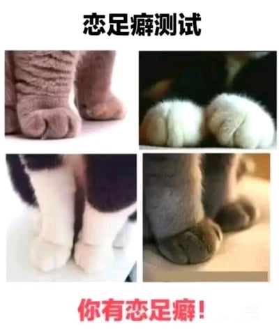 这是一张用于整蛊的趣味测试图片，顶部以黑色醒目字体标注“恋足癖测试”，下方拼接了四张不同花色的猫咪爪子特写图，分别为灰棕带条纹的猫爪、黑毛白肉垫的猫爪、黑白配色的猫爪以及灰黑色猫爪。图片底部用红色加粗字体给出结论“你有恋足癖！”，属于无厘头的搞笑整蛊内容，利用人们对可爱猫爪的喜爱心理，不管观看者是否进行选择，都会被“判定”为有恋足癖，以此制造趣味效果，适合在社交场景中和朋友开玩笑。