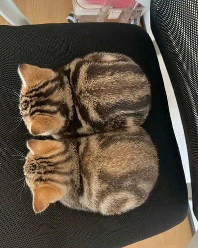 两只毛色为棕黑色条纹相间的小狸花猫，正背对着镜头蜷缩在黑色的网面椅子上睡觉。它们的身体团成两个圆圆的毛球，耳朵呈浅棕色，尾巴可能藏在身体下面看不见。从上方拍摄的视角清晰展现了猫咪们放松的姿态和柔软的毛发质感，背景中隐约可见木质地板和带轮子的透明塑料收纳盒一角，整体画面温馨治愈，充满生活气息。