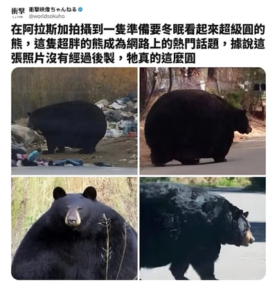 社交媒体帖子内容，上方为文字介绍，称在阿拉斯加拍摄到一只准备冬眠的超级圆的熊，因体型过于圆润成为网络热门话题，并强调照片未经过后期制作。下方为四张拼接的黑熊照片：左上角熊站立在垃圾旁，右上角熊行走在道路上，左下角熊正面看向镜头，右下角熊侧面行走，四张照片均突出展示了熊异常圆润的身体形态。