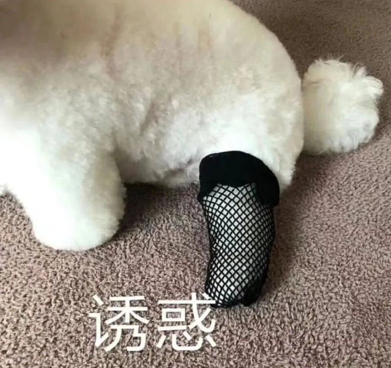 比熊犬