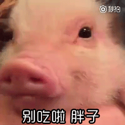 萌宠小猪被调侃胖嘟嘟 委屈表情萌翻网友