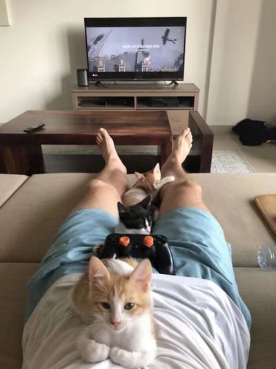 一名男子悠闲地躺在沙发上，双腿伸直，三只可爱的猫咪围绕着他。一只橘白相间的猫趴在他的胸口，一只黑白相间的猫正趴在他的腿上，爪子似乎还握着一个黑色的游戏手柄，第三只橘色的猫则蜷缩在他的两腿之间。男子面前的电视正在播放一个看起来像是游戏或电影的画面，屏幕上显示着"WEST OF HANNES"的字样。整个场景营造出一种温馨、放松的居家氛围，展现了人与宠物之间的亲密互动和悠闲的周末时光。