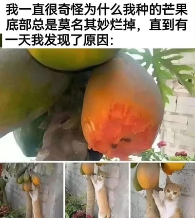图主一直疑惑自己种的“芒果”底部总是莫名烂掉，直到发现真相：他种的其实是木瓜，而啃食木瓜的是一只橘白猫咪。上方配文“我一直很奇怪为什么我种的芒果底部总是莫名其妙烂掉，直到有一天我发现了原因：”，上方的图展示了被啃掉一块的成熟木瓜，下方三张图则是猫咪扒着树干啃食木瓜的画面，图主认错水果加上猫咪的“作案现场”，共同构成了搞笑的笑点。