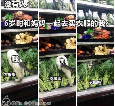这是一张三格连环梗图，以超市蔬菜货架为场景，将货架标注为“衣服架”，用一只猫咪的动作变化来还原童年经历：第一格中猫咪大半身体露在货架外，第二格猫咪大部分身体钻进货架，第三格猫咪只剩小部分身体露出，对应6岁时和妈妈去买衣服时，抗拒买衣服、想要躲起来的调皮状态，生动展现了童年抗拒买衣服的真实心态，容易引发大众共鸣，充满搞笑与怀旧感。