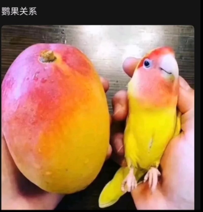 鹦鹉