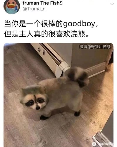 这是一张充满趣味的静态宠物meme图，图中主体是一只原本品种为博美类的小狗，它的毛发被修剪成浣熊的毛色造型，脸部还被画上了浣熊标志性的深色眼圈，整体外观和浣熊高度相似。小狗站在室内的木质地板上，神情看起来有些委屈无奈。图上方的配文为“当你是一个很棒的goodboy，但是主人真的很喜欢浣熊。”，用拟人的手法，将小狗的处境幽默化，调侃它虽然是个听话的好孩子，却为了迎合主人的喜好被改造成了主人喜欢的浣熊样子，既搞笑又带着一丝对宠物的心疼，很容易引发宠物爱好者的共鸣。