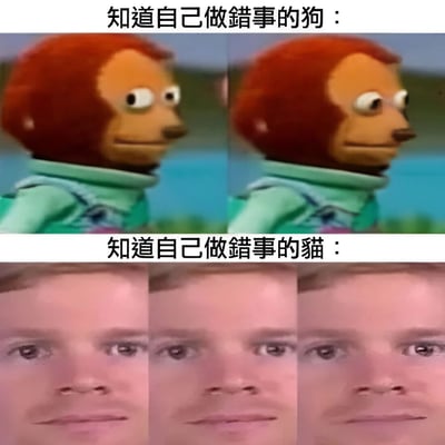 这是一张对比类梗图，通过上下两部分展现不同动物犯错后的反应差异。上半部分标题为“知道自己做错事的狗”，展示了一个红色毛发的木偶狗角色，它眼神飘忽、表情心虚，明显流露出做错事的愧疚感；下半部分标题为“知道自己做错事的猫”，则是三张几乎完全相同的男子中性脸特写，表情毫无波澜，形成强烈反差。

图片通过拟人化的对比手法，幽默地表现了狗和猫在犯错后截然不同的态度，狗通常会表现出明显的愧疚，而猫则往往显得满不在乎，这种刻板印象的夸张呈现产生了喜剧效果。