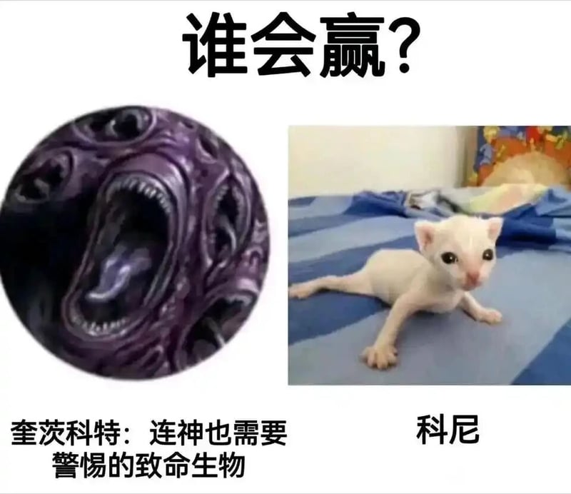 网络走红猫咪