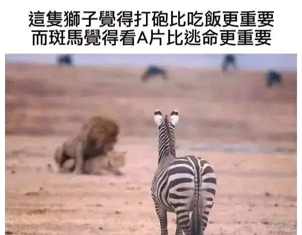 狮子