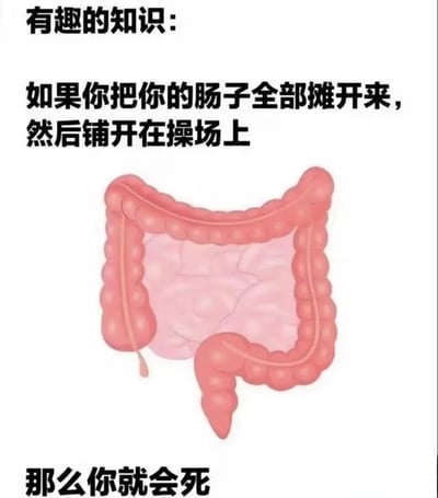 这是一张搞笑无厘头的网络梗图，整体为白色背景，顶部以“有趣的知识：”作为开头引导，随后给出假设性描述“如果你把你的肠子全部摊开来，然后铺开在操场上”，中间位置配有一幅粉色的人体肠道卡通示意图，底部给出荒诞的结论“那么你就会死”。内容以看似正经科普的形式输出一句完全无用的废话结论，通过前后反差制造出搞笑效果。