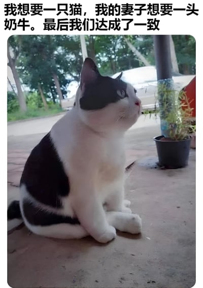一张幽默梗图，上方文字写着'我想要一只猫，我的妻子想要一头奶牛。最后我们达成了一致'，下方是一只黑白相间、毛色酷似奶牛花纹的猫。通过猫的特殊毛色制造了一个视觉笑话，暗示这只猫就是夫妻双方想要猫和奶牛的折中选择。