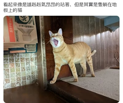 图片中一只橘色猫咪张着嘴，身体姿态从特定角度看仿佛雄赳赳气昂昂地站立着，前爪向前伸展，后腿蹬直，表情生动。但实际上这是由于拍摄视角造成的视觉错觉，猫咪真实状态是躺在地板上。背景可见木质墙面、带有花纹的瓷砖以及堆叠的纸箱，纸箱上有部分日文文字。图片上方配有文字说明：“看起来像是雄赳赳气昂昂的站著、但是其实是隻躺在地板上的猫”，点出了这一有趣的视觉错位现象。