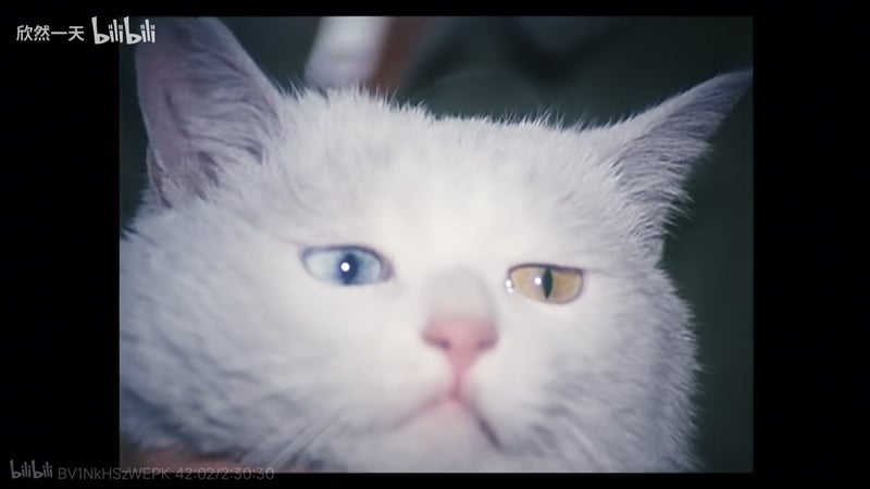 异瞳白猫