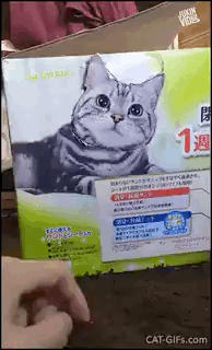 这是一段趣味动态GIF：一开始一只手指戳向一个印有猫咪图案的纸盒，没想到纸盒里真的藏着一只和图案外形高度相似的真实猫咪。被戳后，猫咪直接从纸盒上猫咪图案的位置破洞钻出，还挥出爪子做出驱赶的动作，最后猫咪跑开，只留下一个破了大洞的纸盒。整个过程充满了反差感和趣味性，将猫咪的调皮和意外感拉满，让人忍俊不禁。
