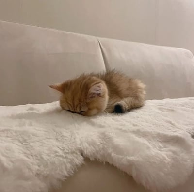 一只毛茸茸的小橘猫蜷缩在米白色沙发上，身体紧贴着蓬松的白色毛毯，小脑袋微微低下，双眼紧闭，似乎正在香甜地午睡。橘色的毛发柔软顺滑，与白色的沙发和毛毯形成温馨的色彩对比，整体画面充满治愈感。