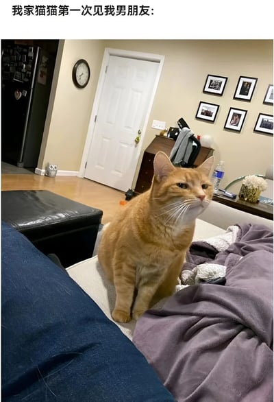 一只橘猫坐在沙发上，表情严肃地注视着前方，似乎在审视第一次见面的主人男朋友。图片上方配有文字'我家猫猫第一次见我男朋友:'，展现了宠物与陌生人初次见面时的有趣场景。