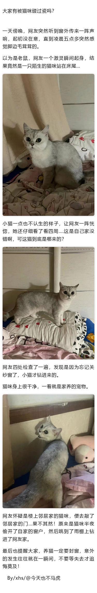 银渐层猫咪