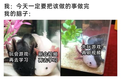 这是一张多图拼接的搞笑梗图，上方以文字对比呈现强烈的内心矛盾：“我：今天一定要把该做的事做完”，代表自己下定决心要完成任务的理智想法；下方分为左右两部分，左侧是两只分别为黑色和白色的六角恐龙（钝口螈），各自配有文字“玩会游戏再去学习”“刷会视频再去学习”，右侧是一只黑白拼接的六角恐龙，配文“先玩游戏再刷视频”。这些文字代表大脑里不断冒出的拖延念头，从最初的“先玩一点再做事”逐渐演变成“先把娱乐项目都做了再做事”，精准还原了拖延症人群在面对待办任务时，理智和惰性拉扯的真实状态，用可爱的动物形象和幽默的文字引发大众共鸣。