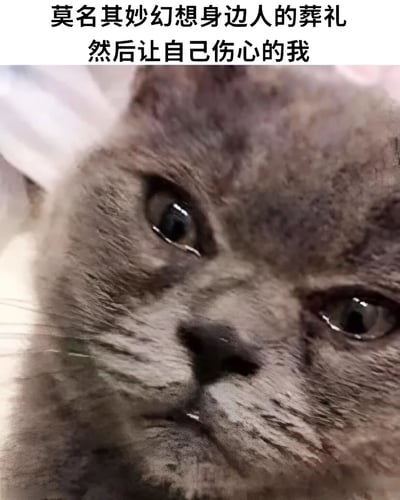 图片上方有文字“莫名其妙幻想身边人的葬礼 然后让自己伤心的我”，下方是一张灰色猫咪的特写照片。猫咪眼神略带湿润，表情柔和，微微低头凝视，整体传达出一种悲伤、忧郁的情绪，与文字内容所描述的内心感受相呼应。