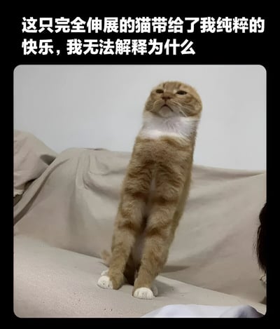 一只橘白相间的猫完全伸展身体站立着，仰头向上看，表情放松。图片上方配有文字：'这只完全伸展的猫带给了我纯粹的快乐，我无法解释为什么'。这张图片通过猫咪滑稽而可爱的伸展姿势创造了幽默效果，引发观者共鸣。