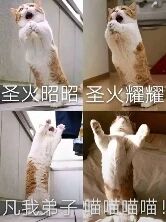 图片为四格多图拼接，每格均为一只猫咪站立起身、前爪抬起的画面。上方两格分别配有文字“圣火昭昭”“圣火耀耀”，下方两格对应文字“凡我弟子”“喵喵喵喵”。通过将武侠题材中“圣火令”相关的庄严口诀与猫咪可爱的站立姿势结合，并将结尾改为猫咪叫声“喵喵喵喵”，形成幽默反差，营造出“圣火喵喵教”的搞笑效果。