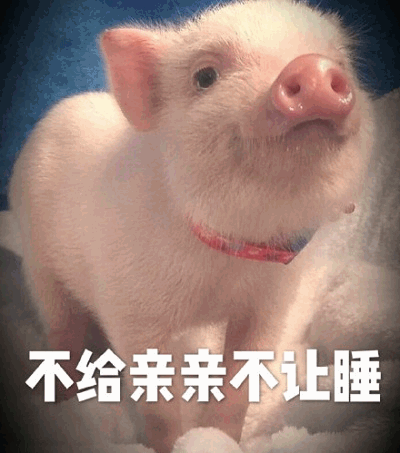 图片中是一只可爱的白色小猪，戴着粉色项圈，正抬头用期待的眼神望向上方，背景为蓝色。图片底部有白色文字“不给亲亲不让睡”，整体营造出俏皮撒娇的可爱氛围，没有双关或谐音梗。