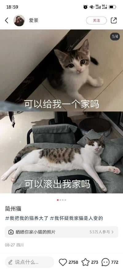 这是一张来自微博的用户发布内容截图，展示了同一只简州猫幼年与成年后的态度反差：上图中幼年猫咪趴在地面，眼神可怜巴巴，配文“可以给我一个家吗”，呈现出渴望被收养的状态；下图中成年猫咪四肢舒展地霸占着沙发，表情嫌弃，配文“可以滚出我家吗”，与幼年时的模样形成强烈反差。帖子附带话题#我把我的猫养大了 #我怀疑我家猫是人变的，还发起了“晒晒你家小猫的照片”的互动活动，已有5.5万人参与，发布于2023年8月27日四川，获得了2758个赞、273个收藏和772条评论，通过这种养猫前后的趣味反差，引发养猫群体的共鸣。