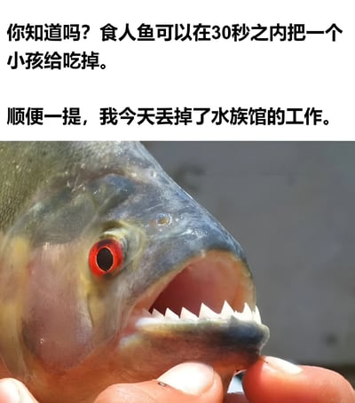 图片上半部分为两行黑色文字：“你知道吗？食人鱼可以在30秒之内把一个小孩给吃掉。顺便一提，我今天丢掉了水族馆的工作。”下半部分是一张食人鱼的特写照片，鱼的眼睛呈鲜红色，嘴巴大张露出细密锋利的牙齿，被人的手指轻轻捏住下颌。图片通过将食人鱼的凶猛特性与“丢掉水族馆工作”联系起来，形成黑色幽默效果，暗示丢工作可能与食人鱼造成的事故有关。