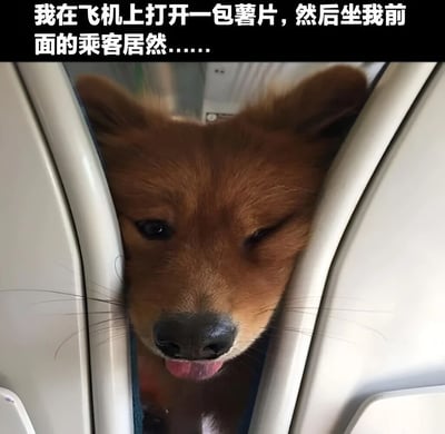 图片上方配有文字“我在飞机上打开一包薯片，然后坐我前面的乘客居然......”，下方是一只棕色的狗从飞机前排座位的缝隙中探出头，眼睛看向镜头，嘴巴微张露出舌头，表情看起来十分馋嘴，仿佛被薯片香味吸引而偷偷张望。整体场景幽默有趣，展现了宠物被食物吸引的可爱瞬间。