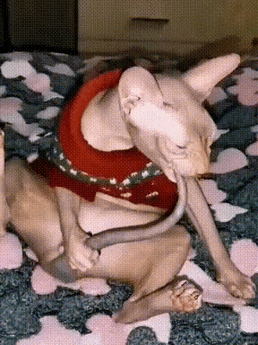 这是一段动态GIF图，画面中一只穿着红色带绿色花纹毛衣的斯芬克斯无毛猫，仰躺在印有粉色爪印的深色毯子上。猫咪将自己的尾巴叼在嘴里，身体随着动作轻轻晃动，看起来正专注地啃咬玩耍。由于视觉错位的效果，猫咪的尾巴看起来像是一条超长的舌头，制造出滑稽搞笑的视觉反差，让人忍俊不禁。