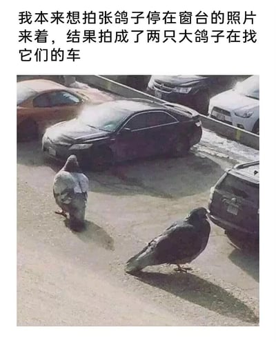 这是一张利用视觉错位效果创作的搞笑图片，拍摄者原本计划拍摄停在窗台的鸽子，却因拍摄角度与距离的巧合，让停车场里的两只普通鸽子看起来体型如同人类般巨大，仿佛正站在停车场内寻找自己的车辆。图片上方搭配的文字说明点明了拍摄的意外与趣味，将日常的停车场场景和鸽子结合，通过视觉错觉制造出荒诞又滑稽的反差感，让人忍俊不禁。