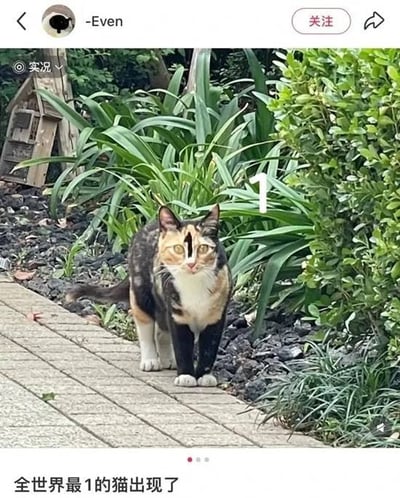 社交媒体平台截图，内容为用户“-Even”发布的一张三花猫照片。猫咪为黑、白、橙三色相间的玳瑁猫，正站立在铺有石板的小路上，背景是茂密的绿色植物和木质小房子。图片底部配有文字“全世界最1的猫出现了”，以幽默夸张的方式称赞这只猫是“世界第一”。画面整体清新自然，猫咪表情警觉地直视镜头，显得可爱又有趣。